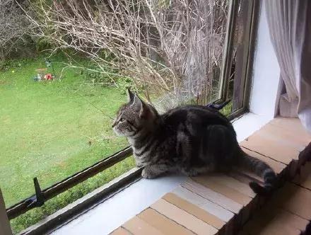 主人们不在家猫咪是怎么生活的,猫咪主人不在时猫咪有什么表现