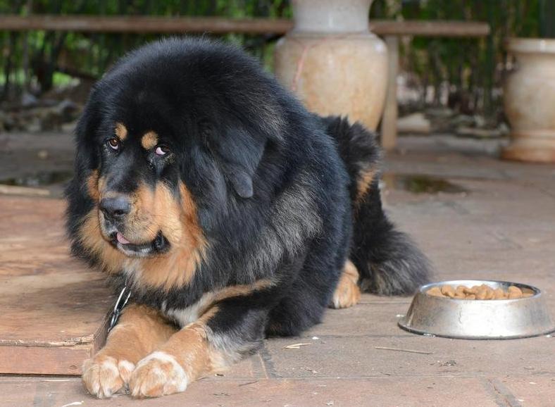 如何让狗狗快速养成不挑食的习惯,家犬吃得多不挑食的狗狗有哪些