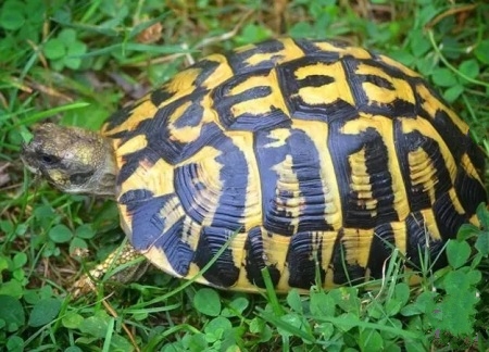 刚刚入手的龟怎么处理,买乌龟买到病龟怎么办