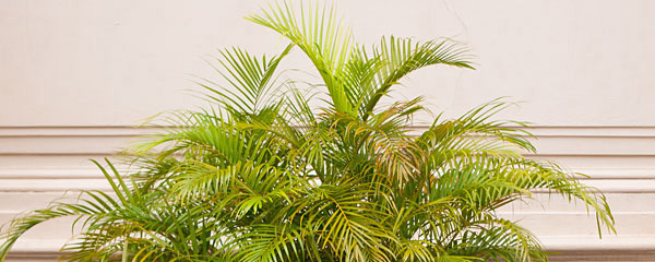 散尾葵叶子干枯怎么挽救,散尾葵叶子干枯怎么救