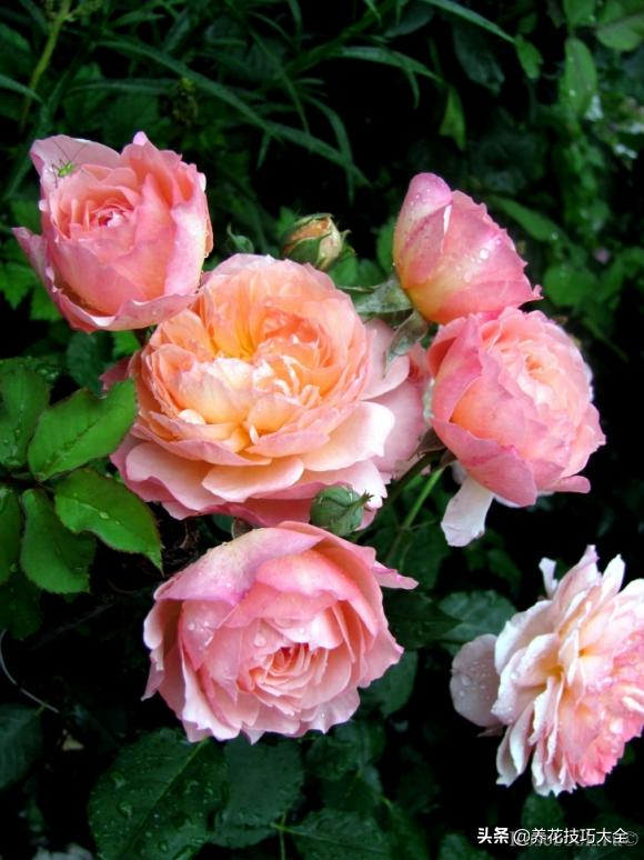 四季开花的月季又香又好养有几种,最漂亮10种盆栽月季