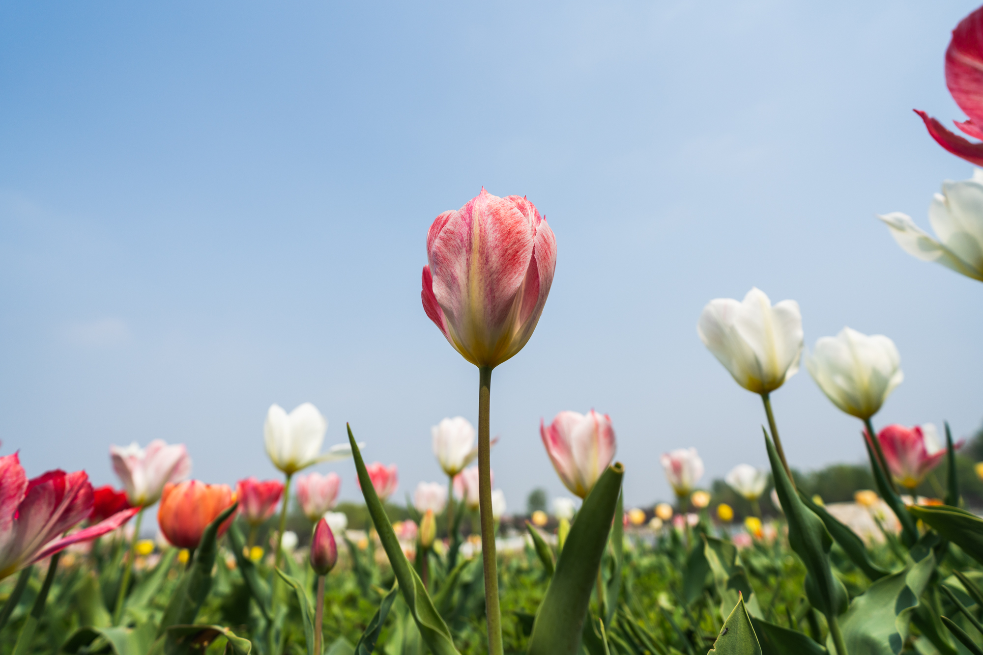 国际鲜花港郁金香,看郁金香北京国际鲜花港
