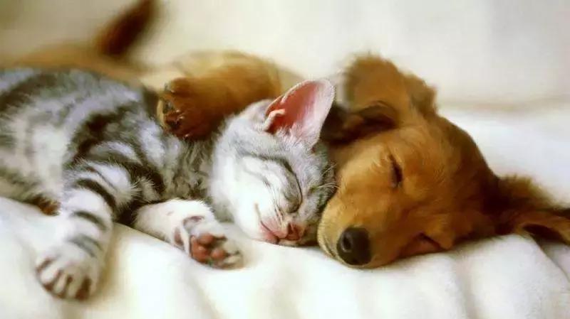 去除布料沙发静电,衣物粘上了毛球清除方法