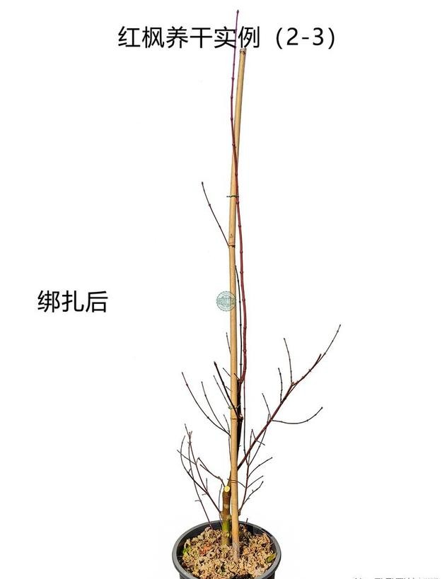日本红枫红舞姬树形怎么修剪,盆栽红枫树修剪