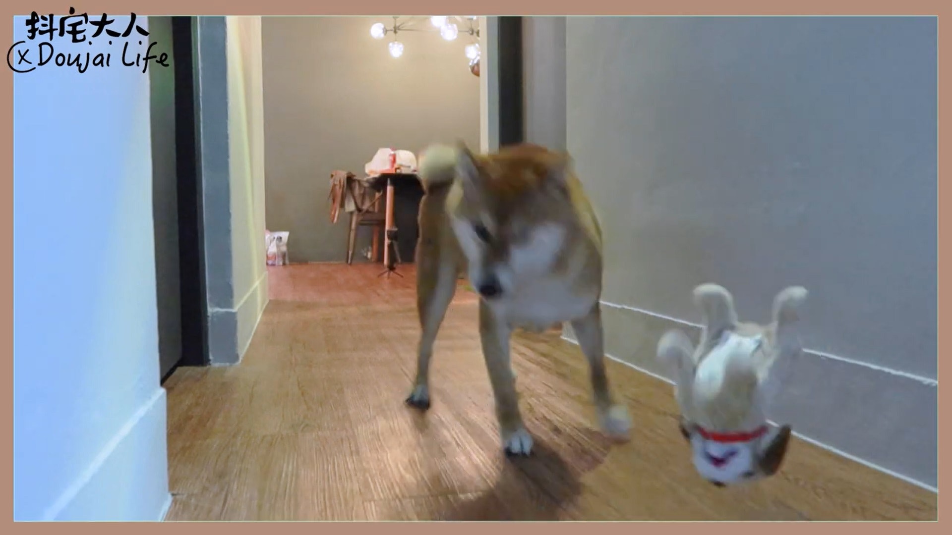 胆小柴犬遇神秘东西秒被吓跑　吓到脸歪、弹起反应笑翻网民