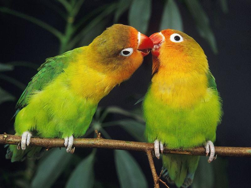 如何喂养一只鹦鹉视频教学,新手养的鹦鹉怎么喂养