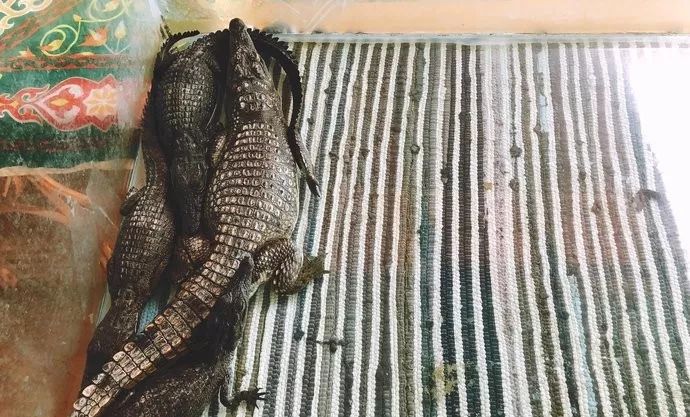 包机直飞埃及旅游,杭州可直飞开罗吗