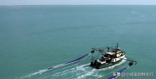 渔民常见捕获海鲜以及价格,野捕海鲜