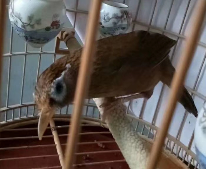 画眉鸟眼睛细致讲解图片,如何选择画眉鸟的眼砂和眼水