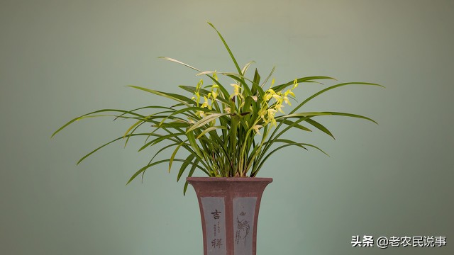 曾是高价“天鹅肉”，一株能卖上百万，现在掉到几十块，啥原因？