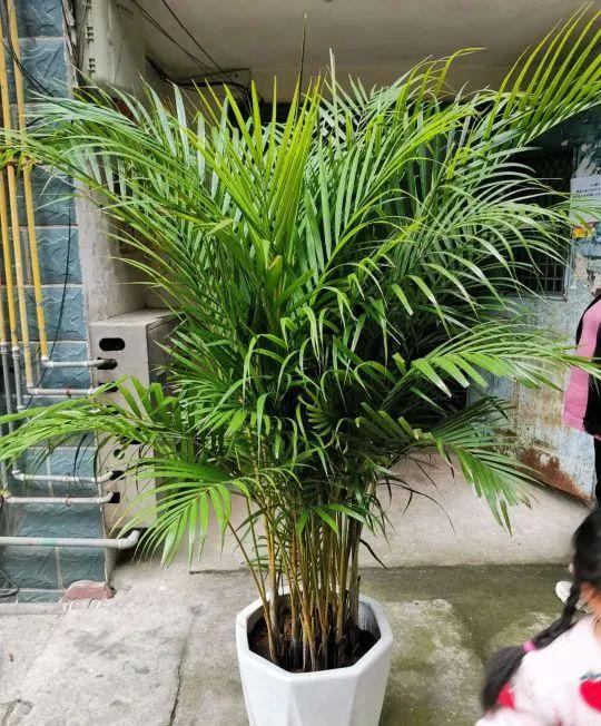 养花除甲醛最快的方法,屋内养花能吸甲醛吗