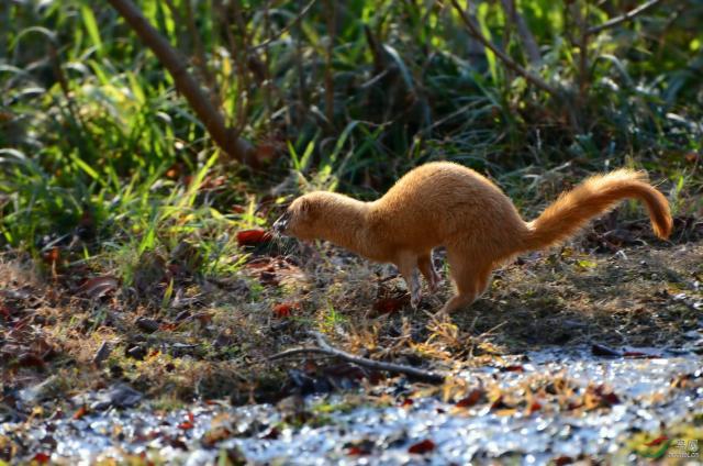黄鼠狼为什么叫做黄大仙科学原理,老祖宗为什么说黄鼠狼不能抓