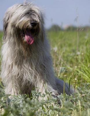 性格温顺的大型犬品种,宠物狗大型犬都有哪些品种