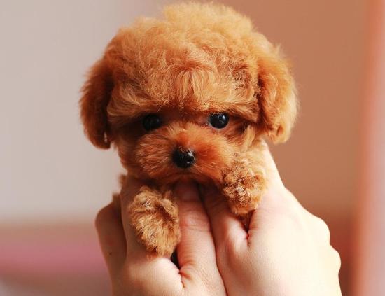 养泰迪怎么训,3-4岁泰迪狗狗怎么训练定点大小便