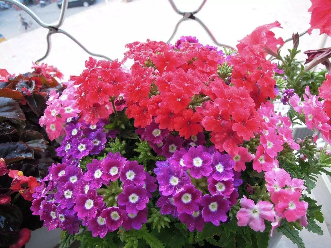 这些花“好看又好养”，不怕高温不怕晒，适合新手夏天养