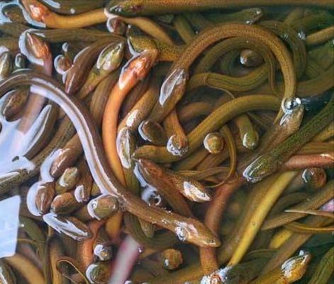 孟加拉黄鳝与本地黄鳝哪个好吃,印尼黄鳝价格