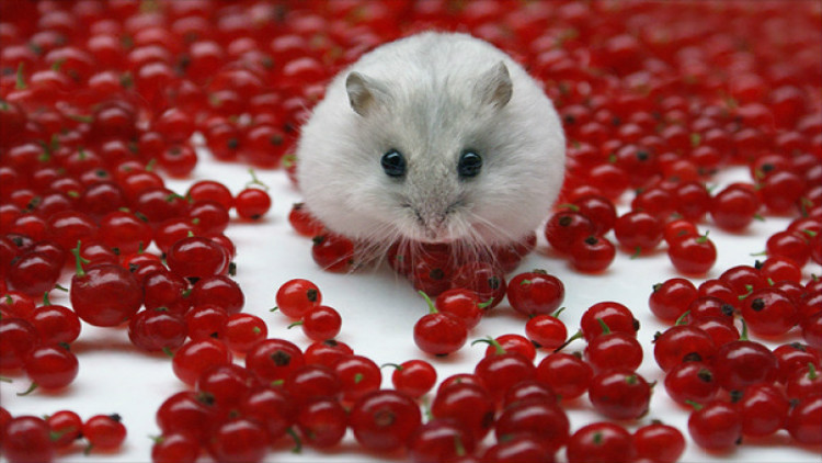 新手养仓鼠应该养什么品种的侏儒,新手养仓鼠养什么品种的好