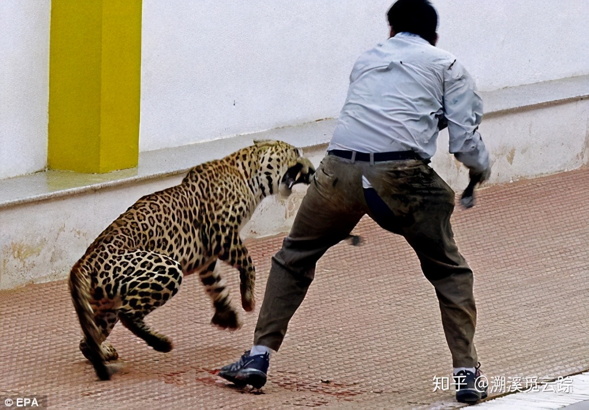 有哪些容易被认错的动物,容易被欺负的动物有哪些