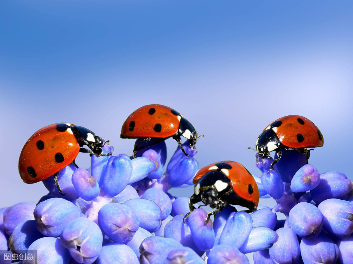 娘胎里就能怀孕?生存智慧再高,也躲不过七星瓢虫