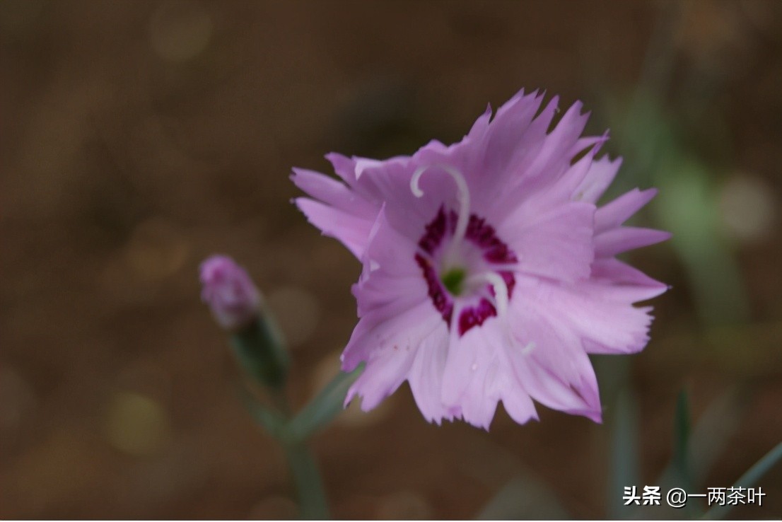 鲁西南话,鲁西南土话大全