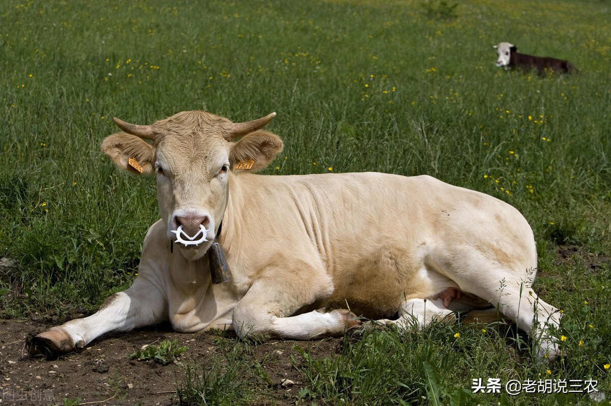 羊蹄子腐烂怎么治,牛蹄子腐烂修理视频外国