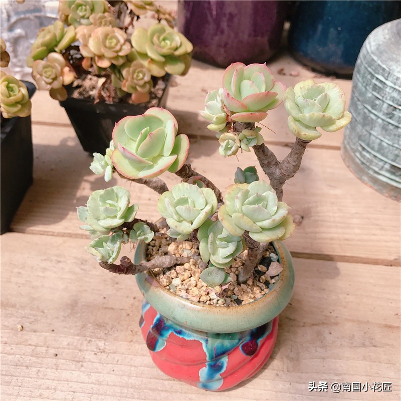 多肉回老家,多肉回爷爷家