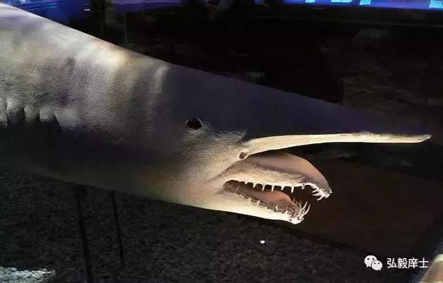 四年级乐滋滋的作文,关于德礼的作文