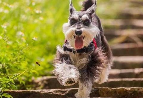 雪纳瑞的各种表现,雪纳瑞要多大才不调皮