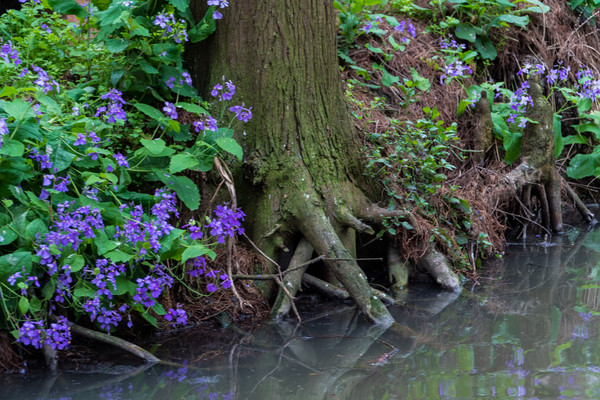 踏春赏花正当时，打卡千垛水上油菜花！玩转兴化景点美食全攻略