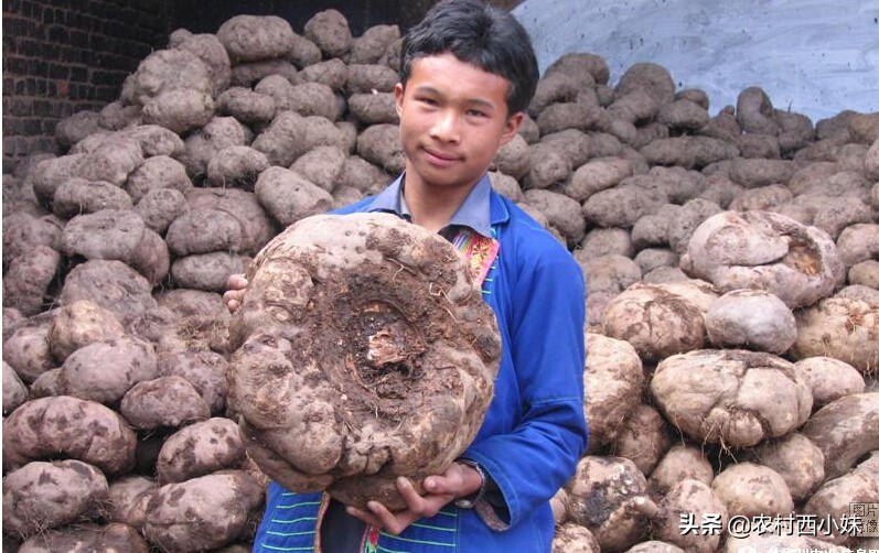 种植魔芋石灰粉可以撒在魔芋上吗,魔芋种植北方能种植吗