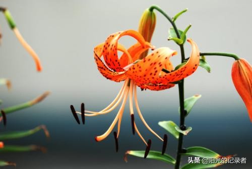 520简短浪漫花语是什么,520朵玫瑰的浪漫花语