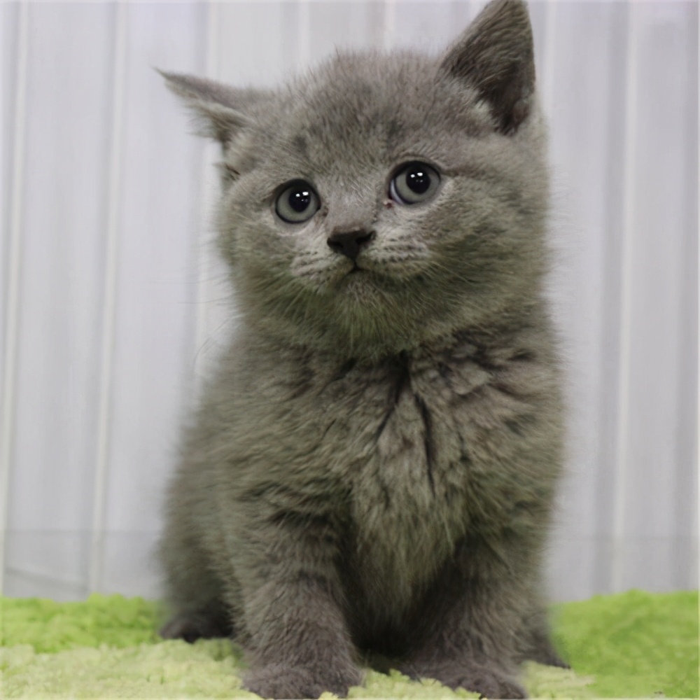 猫咪挑食不吃猫粮很瘦营养不良,挑食猫咪吃什么猫粮