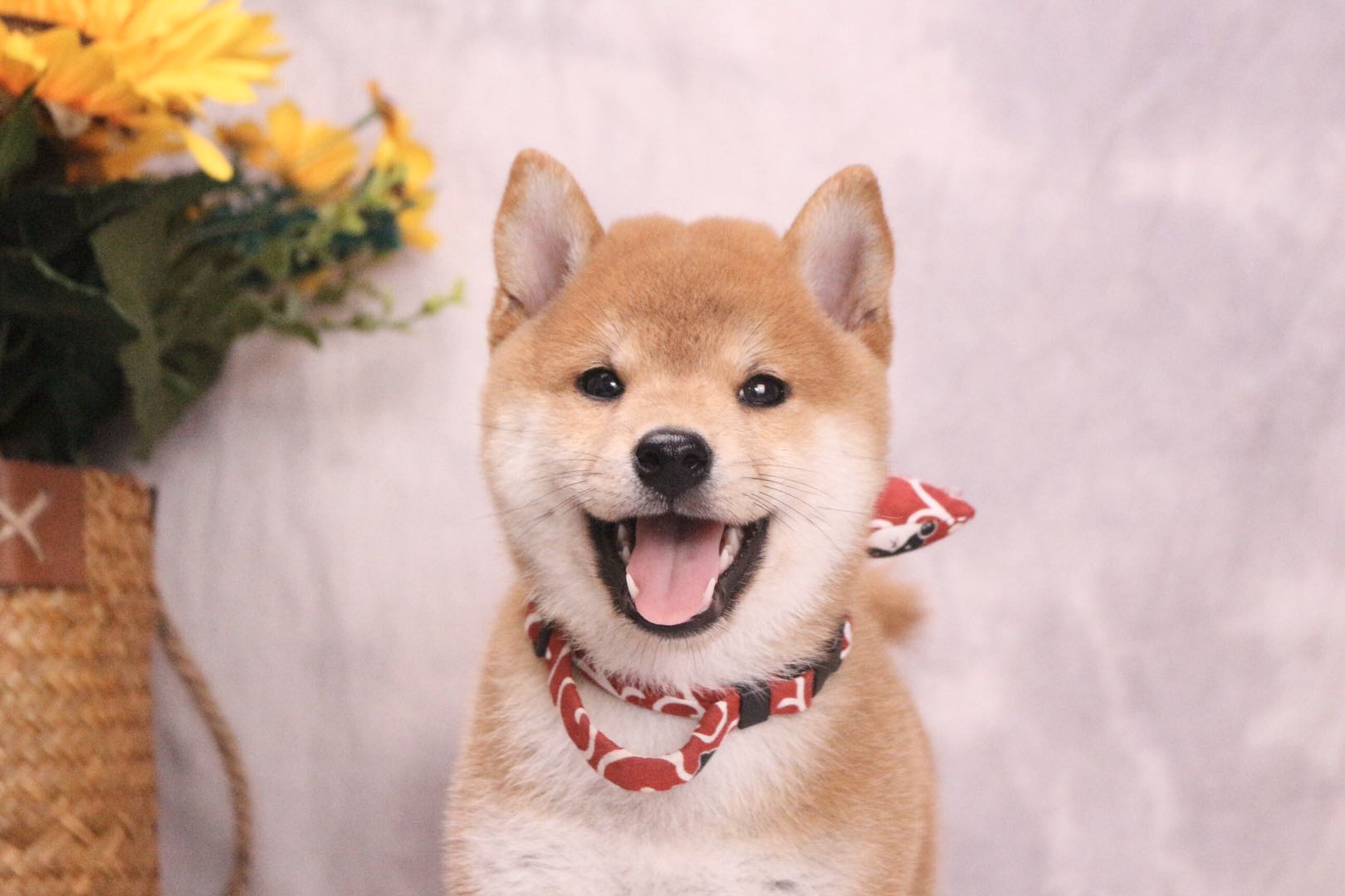 给柴犬吃什么鱼比较好,给柴犬怎么喂罐头