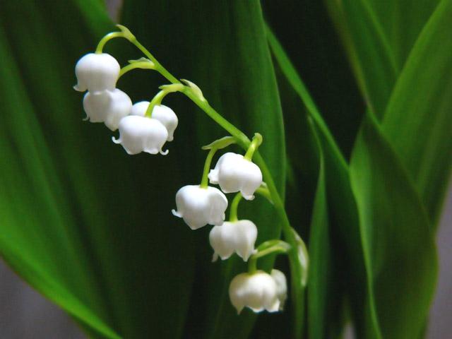 铃兰真的有毒吗,铃兰有毒吗视频