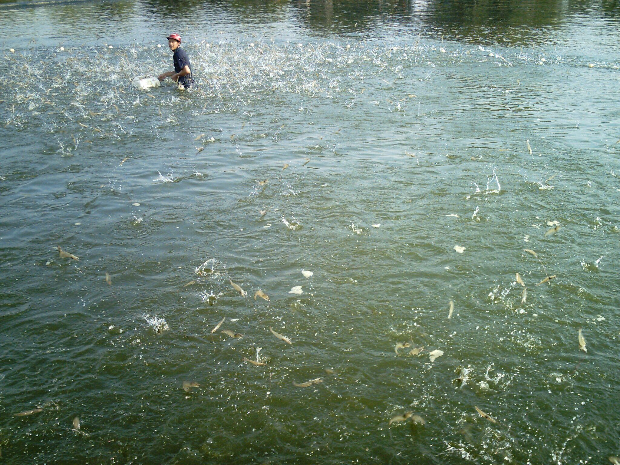 对虾养殖出现的问题,对虾养殖常见病大全