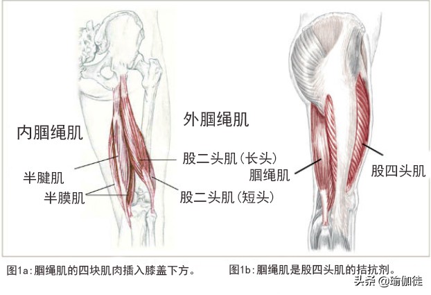 怎么缓解腘绳肌紧张,缓解腿部肌腱酸痛