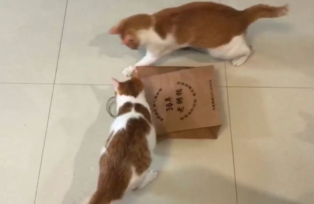猫咪挑食不怎么吃怎么办,猫咪怎样的表现证明它是挑食了