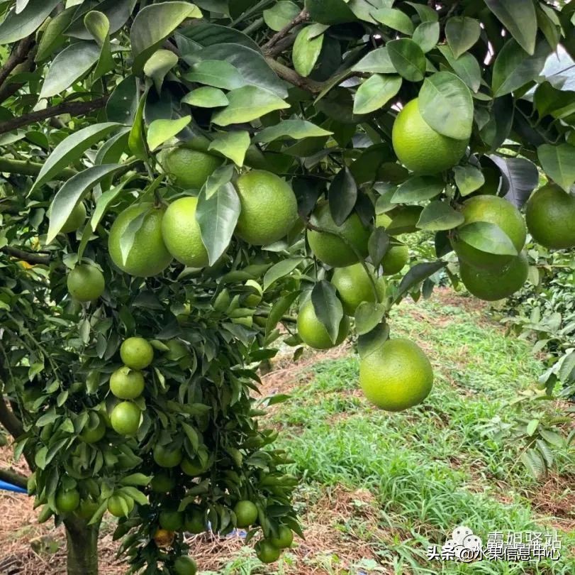 水果天堂：海南水果品种及上市时间表