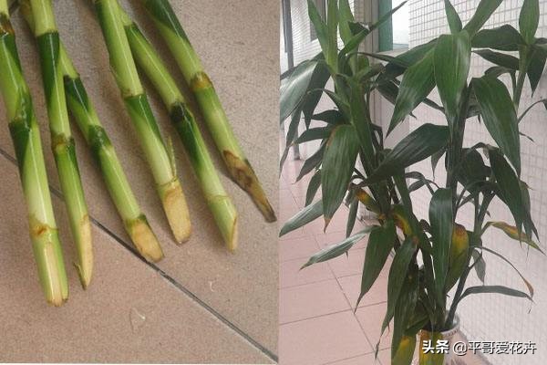 富贵竹黄叶用什么解决,富贵竹总黄叶