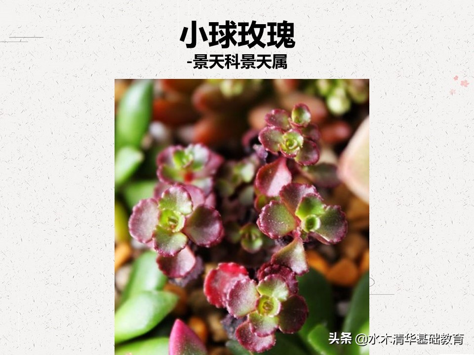 梦幻女王多肉植物百科图谱,原产地多肉植物图谱pdf