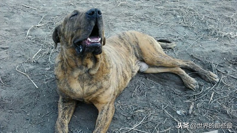 哪些大型猛犬不能养,什么样的猛犬适合当宠物养