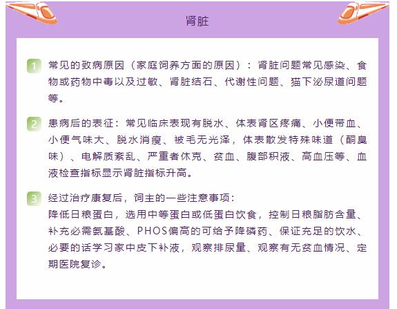 猫只喂火腿肠能活吗,猫因为脂肪肝导致完全不能进食