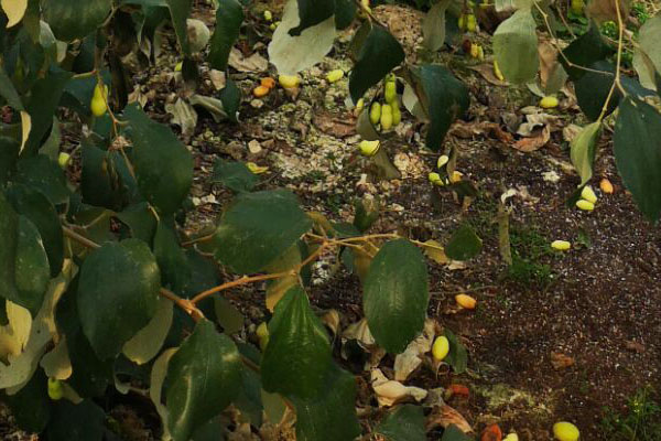 青枣缺素症状图谱,青枣叶子发黄是怎么回事