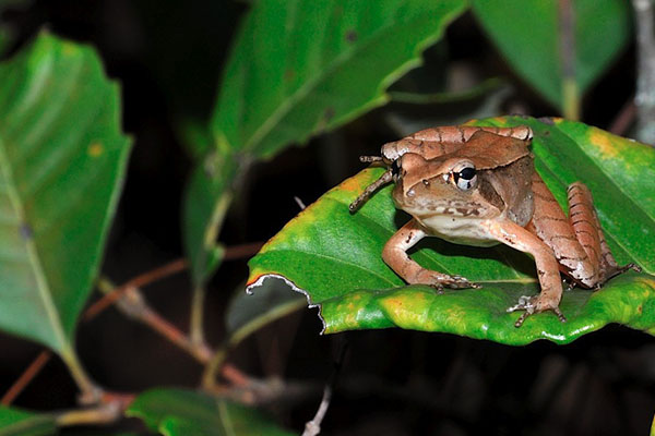 雪蛤里的黄金图片,雪蛤堪比黄金