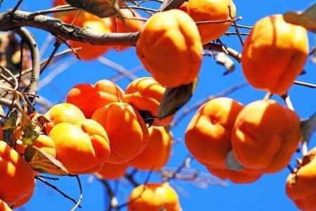 不管房子多大，都莫忘摆置一“柿子”，睿智者早安排了，事事称心