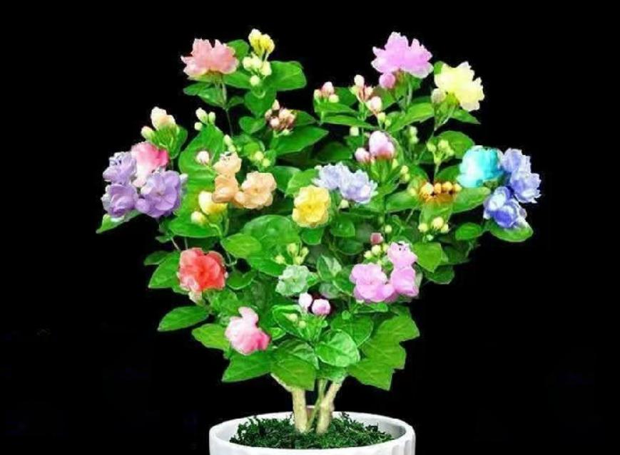 看到这10种花就买好养漂亮不怕冷,碰到这几种花千万别扔