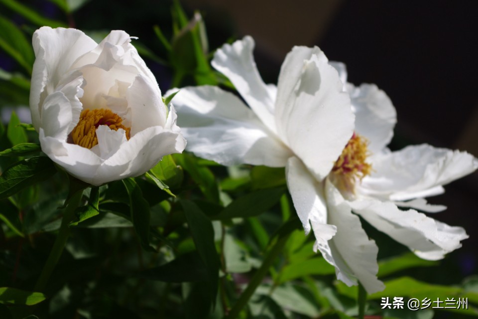 芍药花开的季节等你欣赏,芍药花开如诗如画