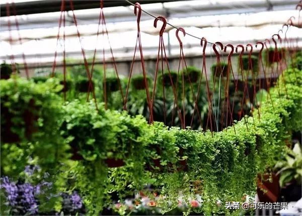 现在进石家庄批发市场要什么 (石家庄各个批发市场在哪)