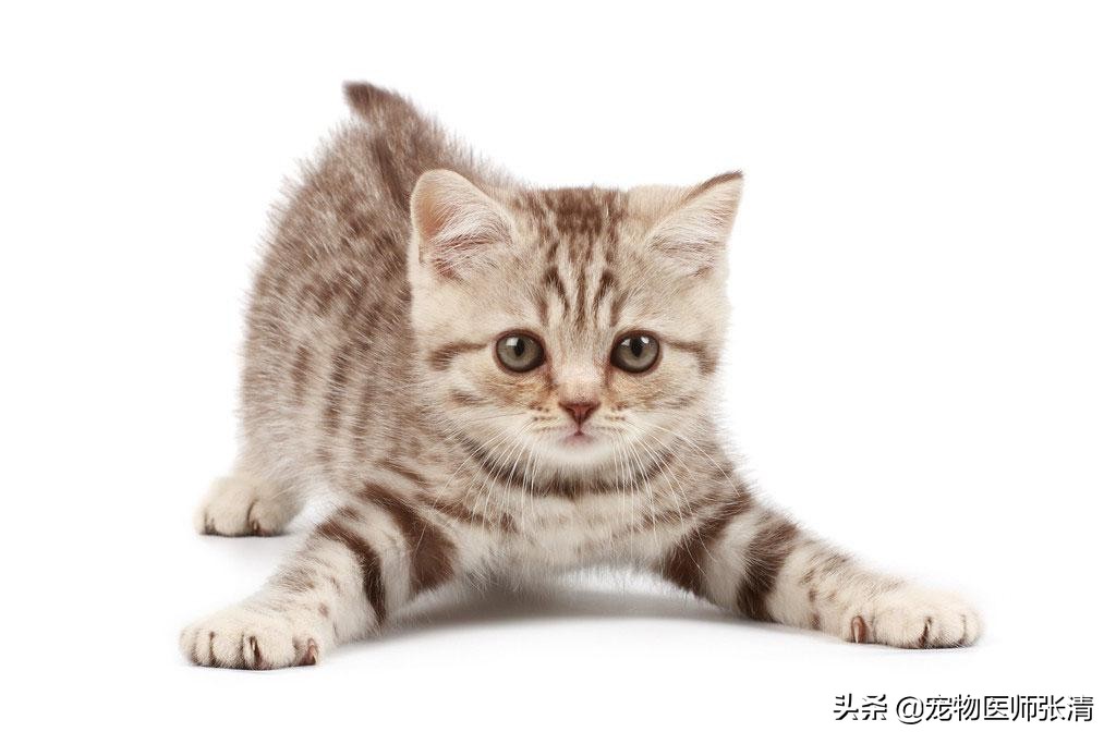 猫咪有臭味道,不掉毛无体臭的猫咪