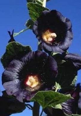 曼陀罗-植物界的美杜莎，她可以随意观赏，但请勿展现吃货本性